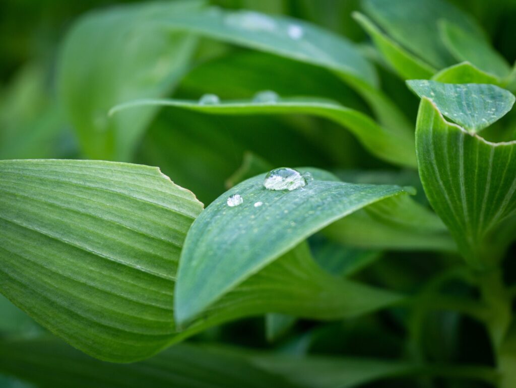 Nahaufnahme eines Wassertropfens, der auf einem saftig grünen Blatt abperlt und den Lotus-Effekt illustriert.