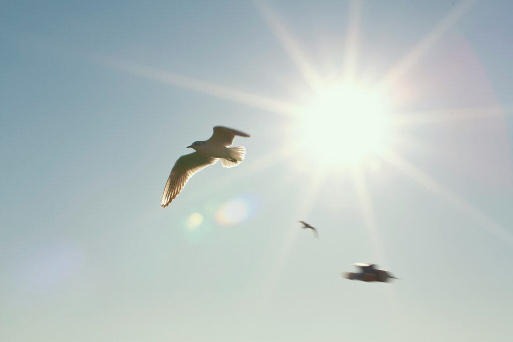 Vögel am Himmel